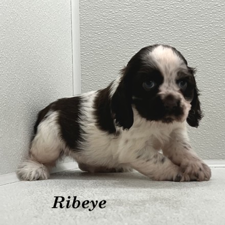puppy, for, sale, Cocker Spaniel, Joe & Cherri  Overlease, dog, breeder, Miller, MO, dog-breeder, puppy-for-sale, forsale, nearby, find, puppyfind, locator, puppylocator, aca